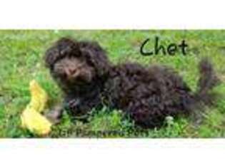 Havanese Puppy for sale in Salem, MO, USA