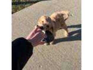 Goldendoodle Puppy for sale in Mundelein, IL, USA