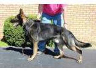 German Shepherd Dog Puppy for sale in Dexter, MO, USA