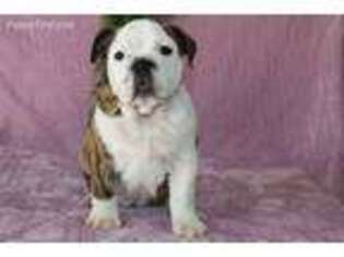 Bulldog Puppy for sale in Wakarusa, IN, USA