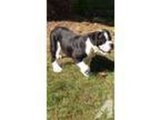 Bulldog Puppy for sale in DE FOREST, WI, USA