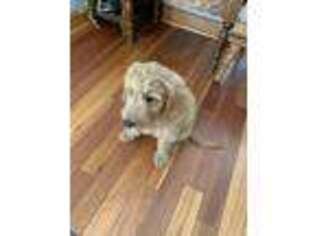 Goldendoodle Puppy for sale in Oak Creek, WI, USA