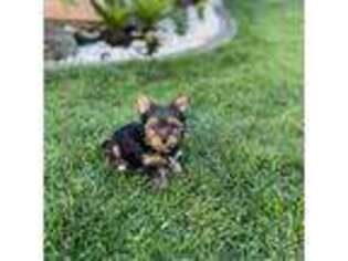 Yorkshire Terrier Puppy for sale in Reedley, CA, USA
