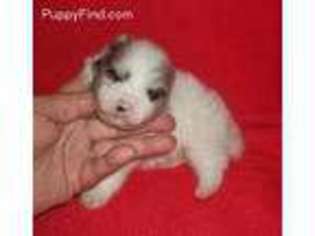 Pomeranian Puppy for sale in Warrior, AL, USA