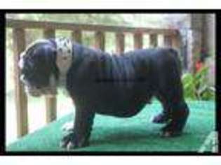 Bulldog Puppy for sale in CONROE, TX, USA