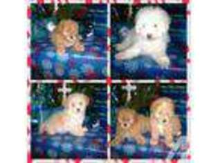 Goldendoodle Puppy for sale in NORCO, CA, USA