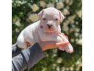 American Bulldog Puppy for sale in Apple Valley, CA, USA