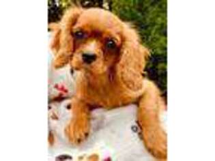 Cavalier King Charles Spaniel Puppy for sale in Agawam, MA, USA