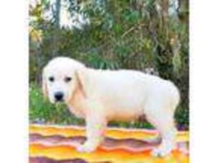 Golden Retriever Puppy for sale in BROOKSVILLE, FL, USA