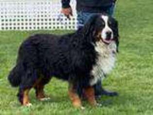 Bernese Mountain Dog Puppy for sale in Seattle, WA, USA