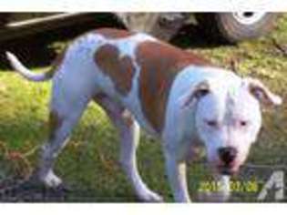 American Bulldog Puppy for sale in SHELTON, WA, USA