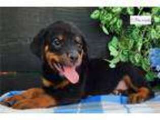 Rottweiler Puppy for sale in Fort Wayne, IN, USA