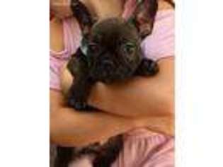 French Bulldog Puppy for sale in Riverside, NJ, USA