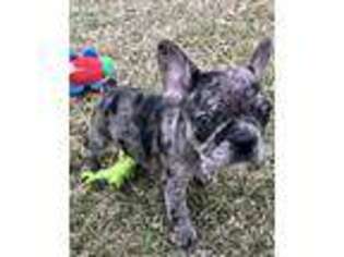 French Bulldog Puppy for sale in Shelbyville, KY, USA