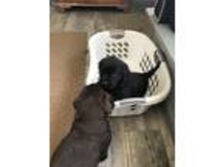 Labrador Retriever Puppy for sale in Modoc, IN, USA