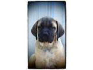 Mastiff Puppy for sale in Joplin, MO, USA