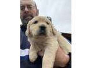 Golden Retriever Puppy for sale in Leighton, AL, USA