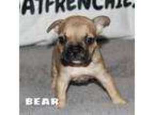 French Bulldog Puppy for sale in Glen Burnie, MD, USA