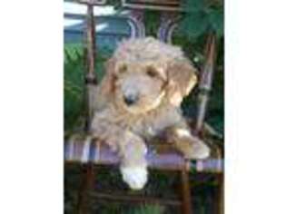 Goldendoodle Puppy for sale in Auburn, NY, USA