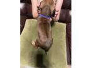 Rhodesian Ridgeback Puppy for sale in Jefferson, GA, USA