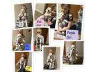 Golden Retriever Puppy for sale in Havre, MT, USA