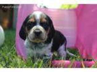 Beagle Puppy for sale in Aurora, IL, USA