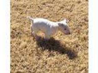 Bull Terrier Puppy for sale in Whitesboro, TX, USA