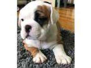 Bulldog Puppy for sale in Milford, MA, USA