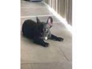 French Bulldog Puppy for sale in Yucaipa, CA, USA