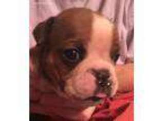 Bulldog Puppy for sale in Newton, MS, USA
