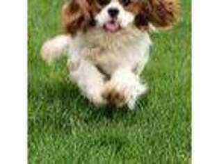 Cavalier King Charles Spaniel Puppy for sale in Coldwater, MI, USA