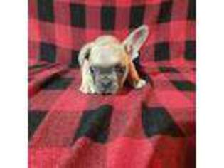 French Bulldog Puppy for sale in Bowling Green, MO, USA