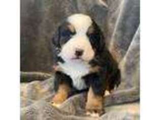 Bernese Mountain Dog Puppy for sale in Port Royal, PA, USA