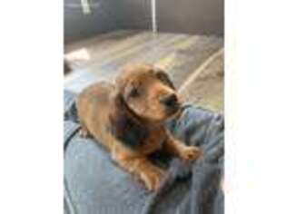 Dachshund Puppy for sale in Brooklyn, NY, USA