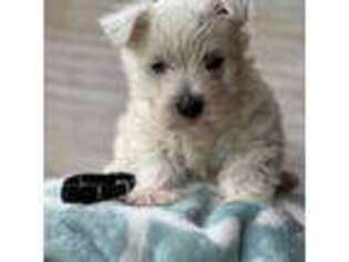 West Highland White Terrier Puppy for sale in Boaz, AL, USA