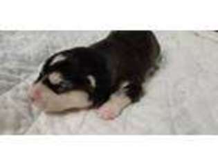 Alaskan Malamute Puppy for sale in Edgerton, MN, USA