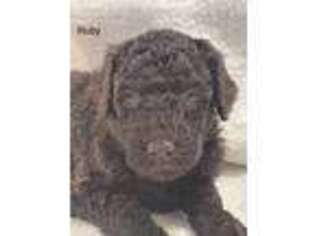 Labradoodle Puppy for sale in Cassville, MO, USA