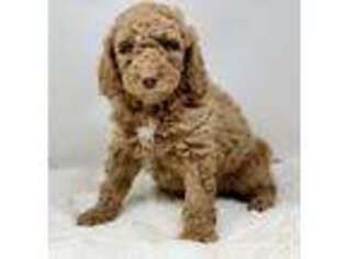 Labradoodle Puppy for sale in Libby, MT, USA