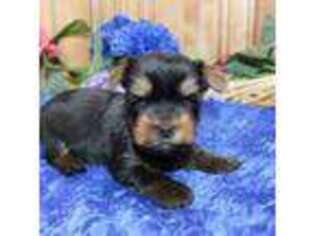 Yorkshire Terrier Puppy for sale in Colville, WA, USA