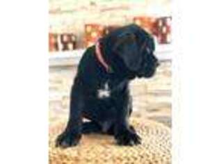 Neapolitan Mastiff Puppy for sale in College Station, TX, USA