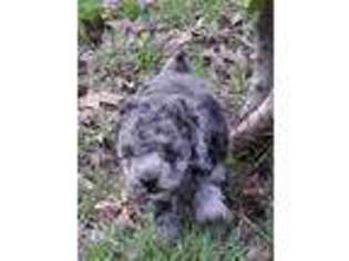 Mutt Puppy for sale in Nocona, TX, USA