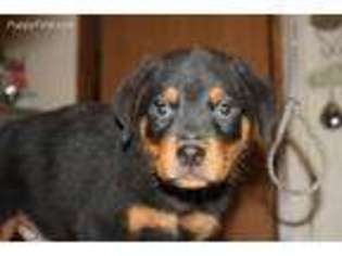 Rottweiler Puppy for sale in Winnsboro, SC, USA