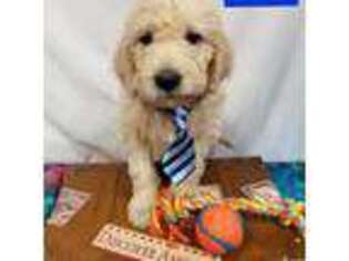 Labradoodle Puppy for sale in Neillsville, WI, USA
