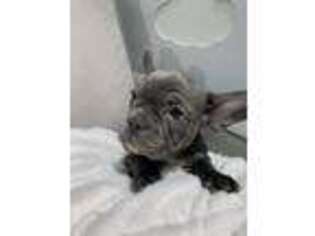 French Bulldog Puppy for sale in Mequon, WI, USA