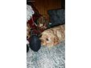 Cavapoo Puppy for sale in Elk Creek, MO, USA