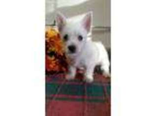 West Highland White Terrier Puppy for sale in Alvaton, KY, USA