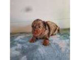 Dachshund Puppy for sale in Odon, IN, USA