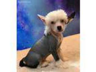 Chinese Crested Puppy for sale in Lanagan, MO, USA