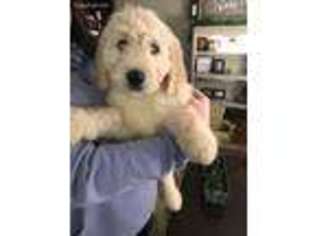 Goldendoodle Puppy for sale in La Follette, TN, USA