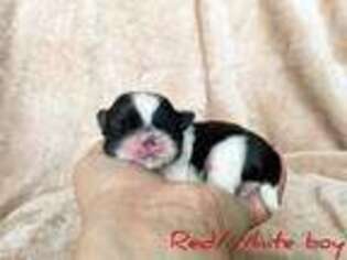 Mutt Puppy for sale in Apollo Beach, FL, USA